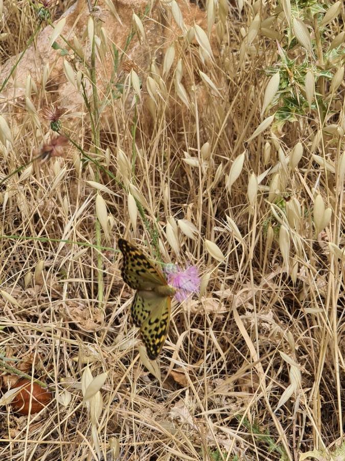 La Pommeraie D'Ifrane Ifrane  Zewnętrze zdjęcie