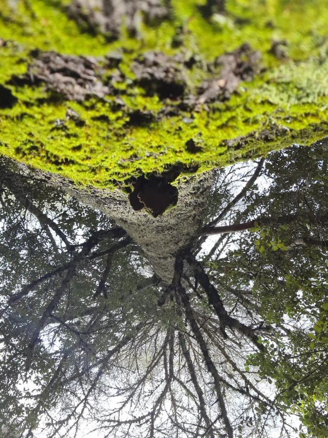 La Pommeraie D'Ifrane Ifrane  Zewnętrze zdjęcie